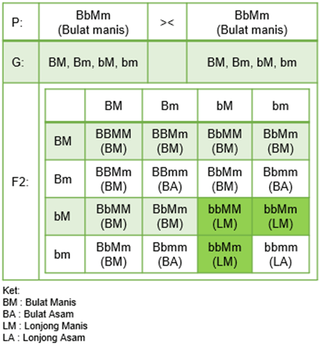 Jika B = Bulat, B = Lonjong, M = Manis, M = Masam,...