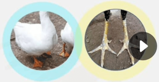 Kaki bebek berselaput merupakan contoh jenis adaptasi