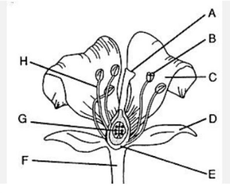 Sel kelamin betina yang terdapat pada bunga disebut