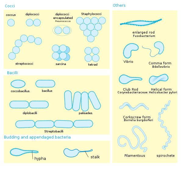 Koloni Bakteri Bulat