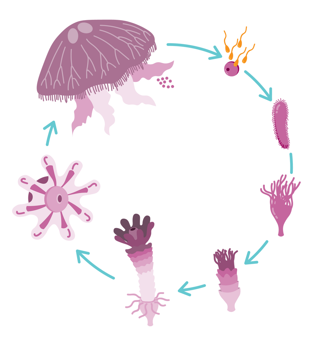  Ubur  ubur  berkembang  biak  secara vegetatif dengan  