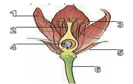 Sel kelamin betina yang terdapat pada bunga disebut