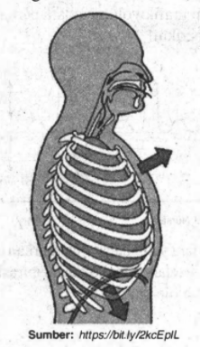 Otot diafragma berkontraksi, rongga dada membesar, tekanan udara di rongga dada mengecil, berdasarkan keterangan di atas fase yang sedang terjadi adalah….