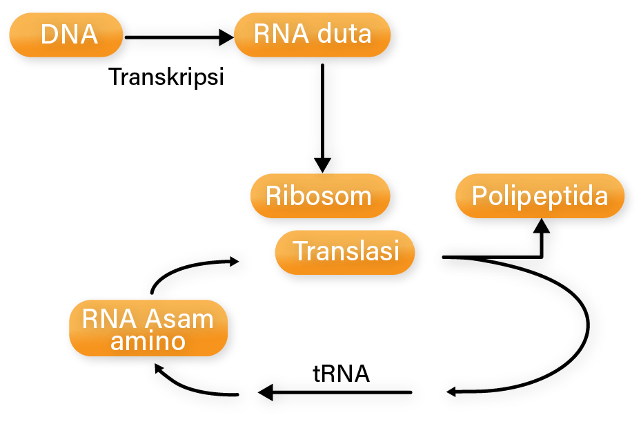 Perhatikan Diagram Sintesis Protein Berikut