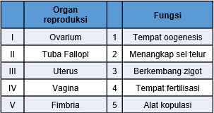 Ke reproduksi urutan yang luar adalah tepat pada dari dalam organ wanita D