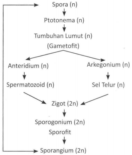 Jelaskan Perbedaan Metagenesis Tumbuhan Lumut Deng