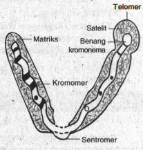 Perhatikan Struktur Kromosom Di Samping Bagian