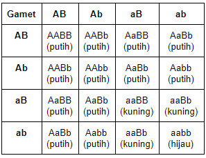 Гаметы генотипа aabb. Задачи по генетике таблица. Типы гамет аа. Aabb гаметы. Гаметы для генотипа аавв.