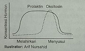 Grafik Berikut Yang Menunjukkan Aktivitas Hormon O...