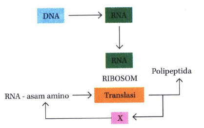 Diagram Langkah Sintesis Protein. Bagian X P...