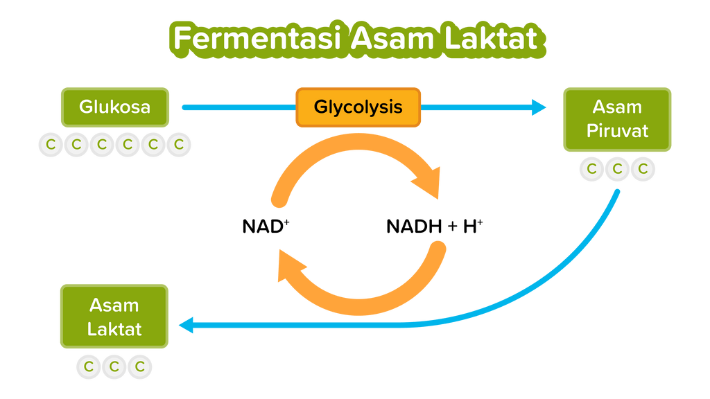 Pada Fermentasi Asam Laktat Dari Molekul Glukosa