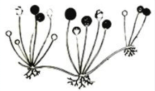 Perhatikan gambar dibawah ini! Ciri-ciri...