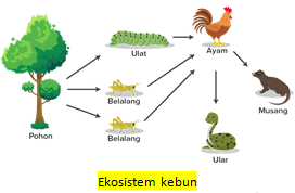 Peristiwa Makan Dan Dimakan Yang Dilakukan Oleh Se Roboguru