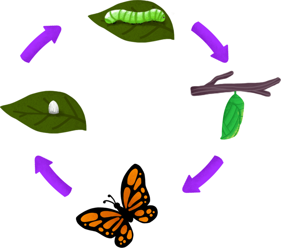 Hasil gambar untuk daur hidup kupu kupu