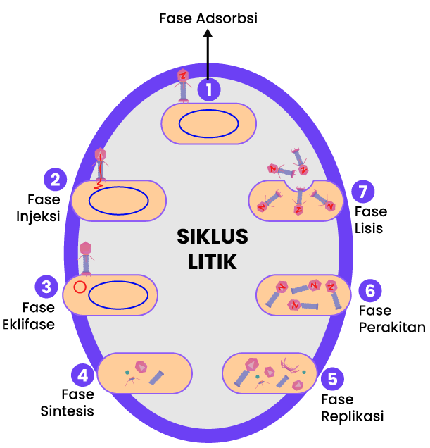 Perhatikan Gambar Fase Fase Virus Berikut Ini 5024