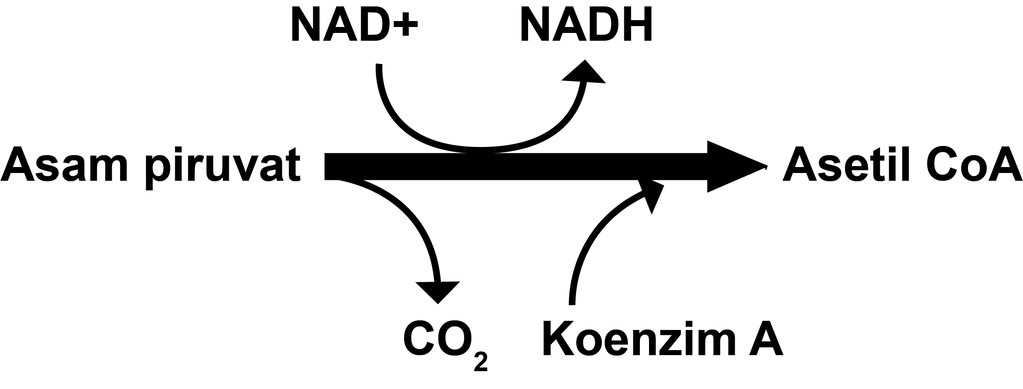 bagaimana tahap-tahap terjadinya dekarboksilasi oksidatif asam piruvat