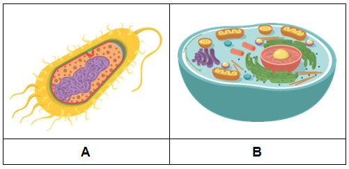 Perhatikan Gambar Sel Di Bawah Ini! Hal Yang Te...