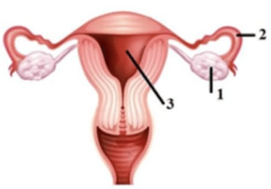 oogenesis fertilisasi dan implantasi zigot secara berturut-turut terjadi di bagian bernomor