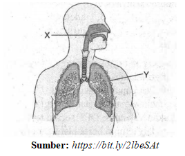 Ini dilapisi selaput dari tipis oleh paru-paru gangguan manusia maka rongga ini meradang berguna dada, disebut apabila selaput yang memisahkan untuk paru-paru Perhatikan gambar