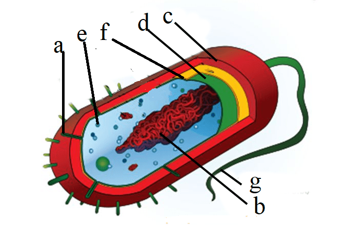 11 Struktur Sel Bakteri Dan Bagian Bagiannya Serta Fungsinya - Riset