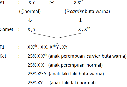 Seorang Laki-laki Normal Menikah Dengan Wanita Kar...