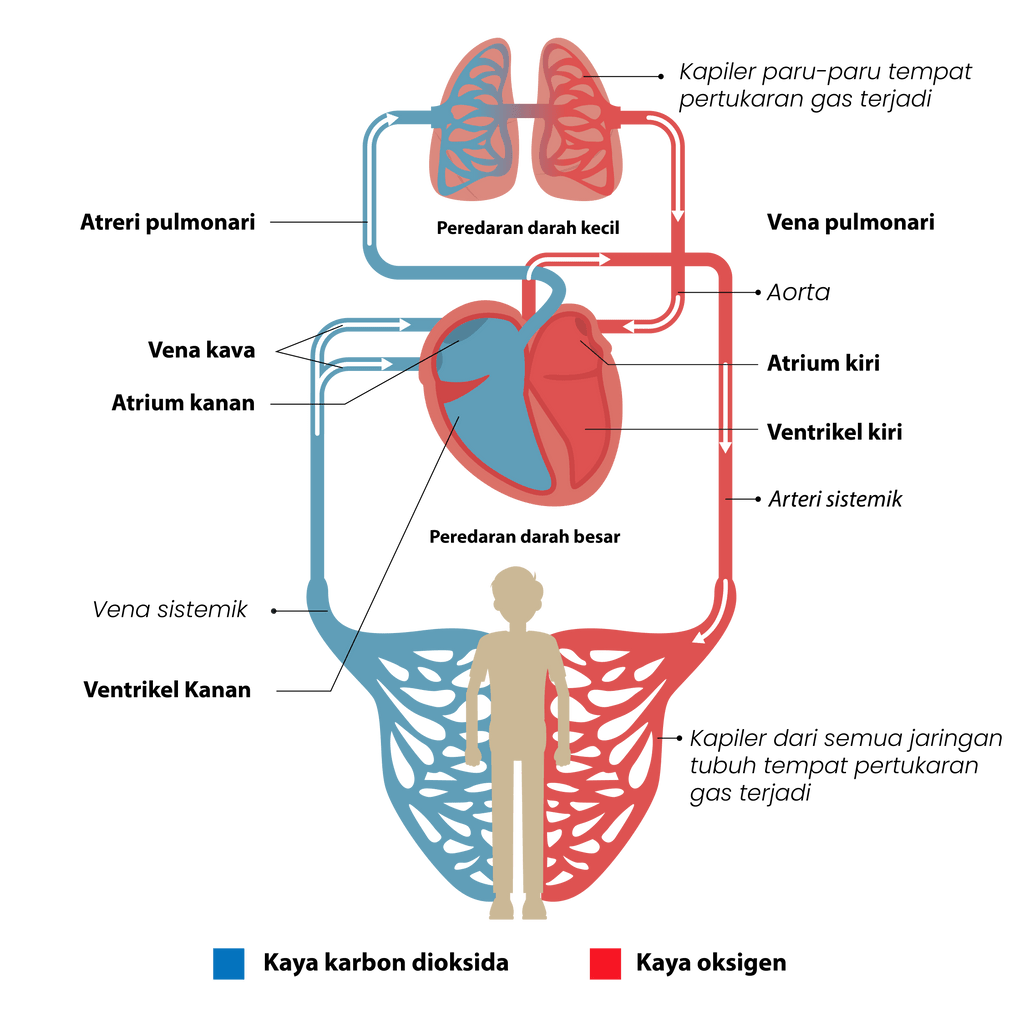 Gambar Sistem Peredaran Darah Pada Manusia - Perumperindo.co.id