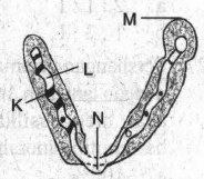 Pernyataan yang tepat mengenai fungsi bagian kromosom pada gambar disamping adalah