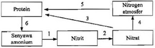 Diagram Berikut Menunjukkan Daur Nitrogen Prose Roboguru