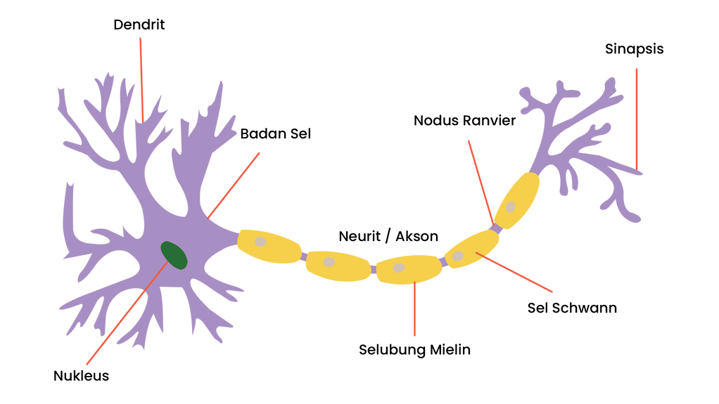 Gambarkan 1 Sel Saraf Neuron Lengkap Beserta Bagia