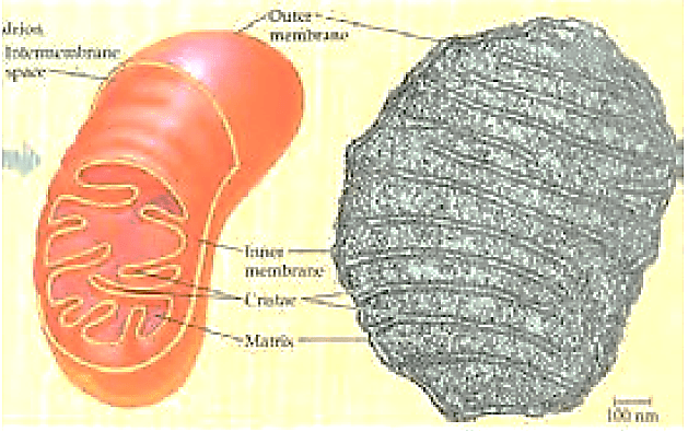Gambar Di Atas Merupakan Gambar Mitokondria Mitok