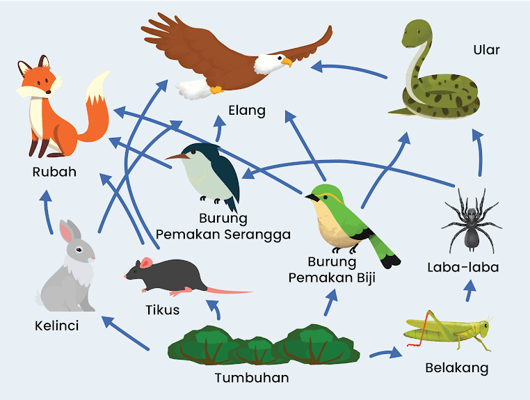 Pengertian Rantai Makanan Dalam Ekosistem Dan Contohnya 2068