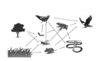 Perhatikan gambar jaring-jaringmakanan berikut!