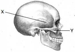 Berfungsi yang pembentuk tengkorak tulang wajah adalah sebagai Tulang Tengkorak