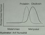 Grafik Berikut Yang Menunjukkan Aktivitas Hormon O...