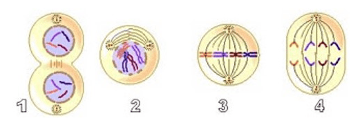 Tahapan Yang Benar Dalam Pembelahan Mitosis Ini Ad