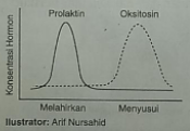 Grafik Berikut Yang Menunjukkan Aktivitas Hormon O...