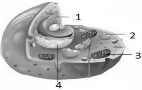 Bagian Sel Yang Menyimpan Informasi Genetik Ditun Bagian Sel Yang Menyimpan Informasi Genetik Ditun