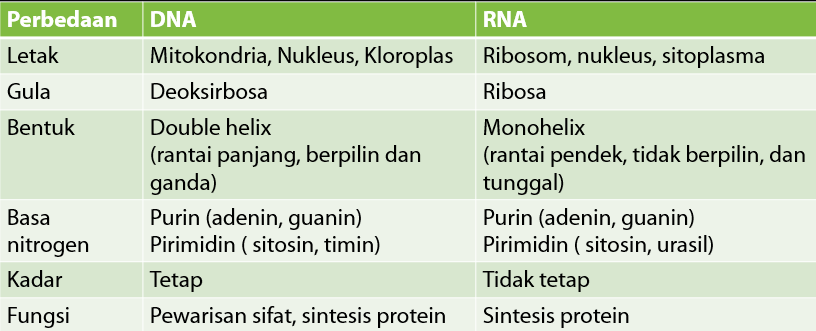 Perbedaan antara dna dan rna yang benar dalam tabel berikut adalah
