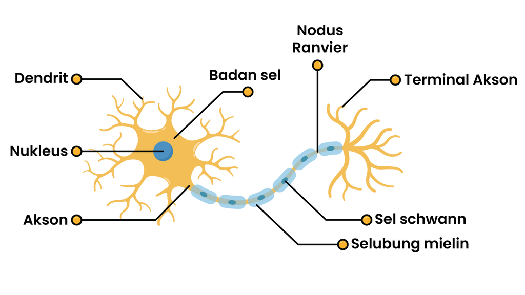 Perhatikan gambar struktur neuron di bawah ini! ...