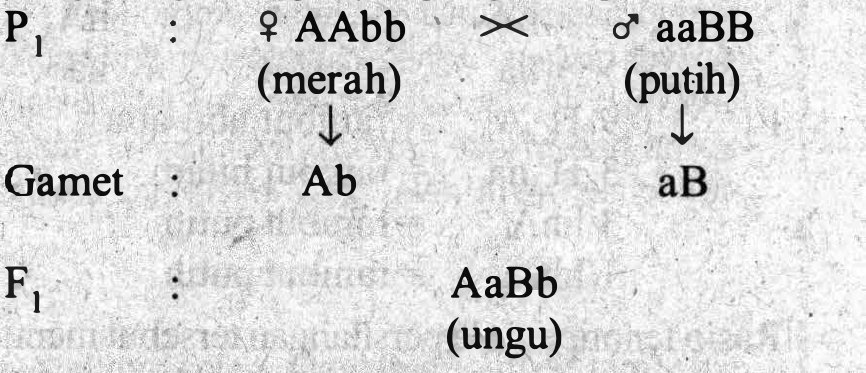 Perhatikan Diagram Persilangan Pada Tanaman Yang M...