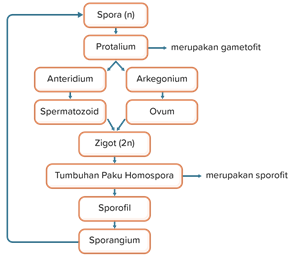 pergiliran keturunan yang fase gametofitnya lebih dominan dibandingkan fase sporofit adalah tumbuhan