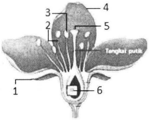 Alat kelamin jantan dan alat kelamin betina pada bunga secara berurutan ditunjukkan oleh angka