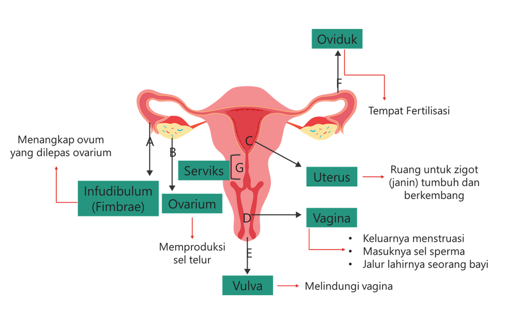 Pernyataan Berikut Yang Benar Terkait Denganorgan