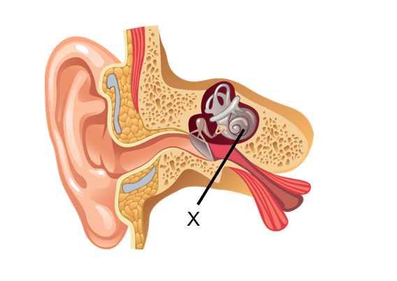 Fungsi Dari X Pada Gambar Bagian Telinga Adalah