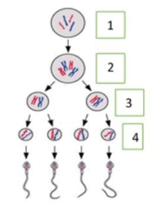 Lengkapilah skema proses spermatogenesis berikut ini