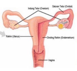 Bagian adalah yang organ wanita pada reproduksi berfungsi sebagai tempat fertilisasi Perhatikan gambar