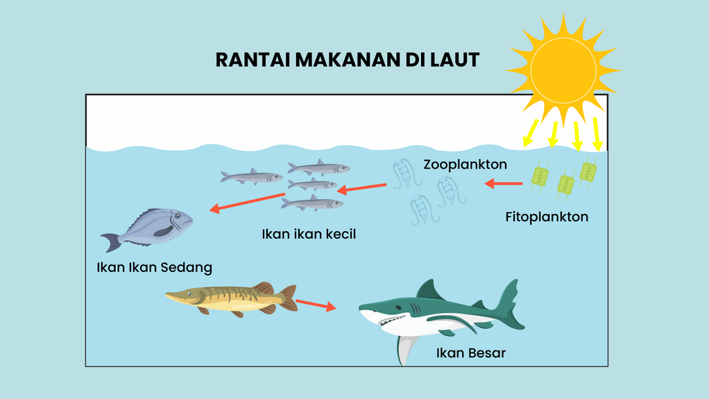 Pada ekosistem laut daerah yang komponen tingkat produsennya paling banyak yaitu daerah