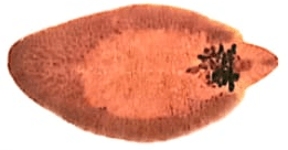 Hepatica adalah tubuh ke fasciola larva siput lymnea fase saat hidup hati masuk cacing Pembahasan Biologi