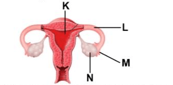 Ke reproduksi urutan yang luar adalah tepat pada dari dalam organ wanita ^_^ ALAT