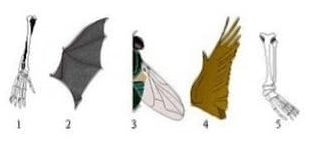 Perhatikan Organ Organ Tubuh Beberapa Makhluk Hidu Perhatikan Organ Organ Tubuh Beberapa Makhluk Hidu